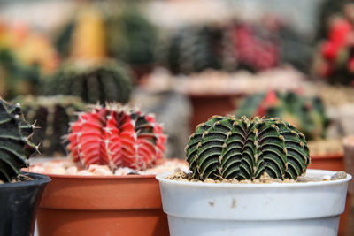 Close-up of potted cactus plant