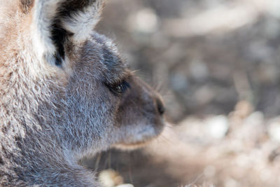 Close-up of an animal looking away