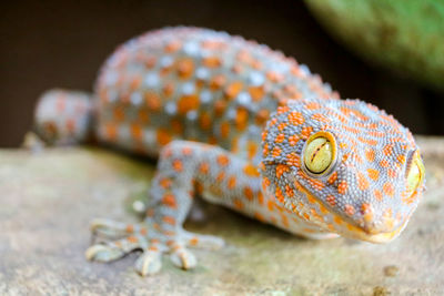 Close-up of lizard on retaining wall