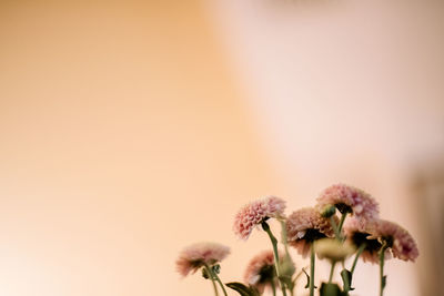 Close-up of wilted flowering plant