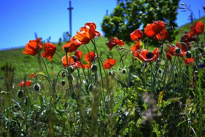 Close-up of poppy flowers blooming on field