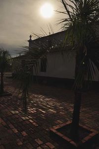 Palm trees at sunset