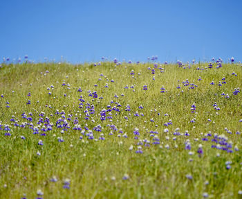 Purple flowering plants on field against sky