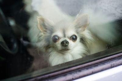 A little chihuahua rides in a car on the seat and looks out the window closed