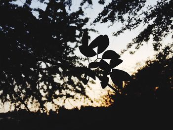 Low angle view of silhouette tree against sky