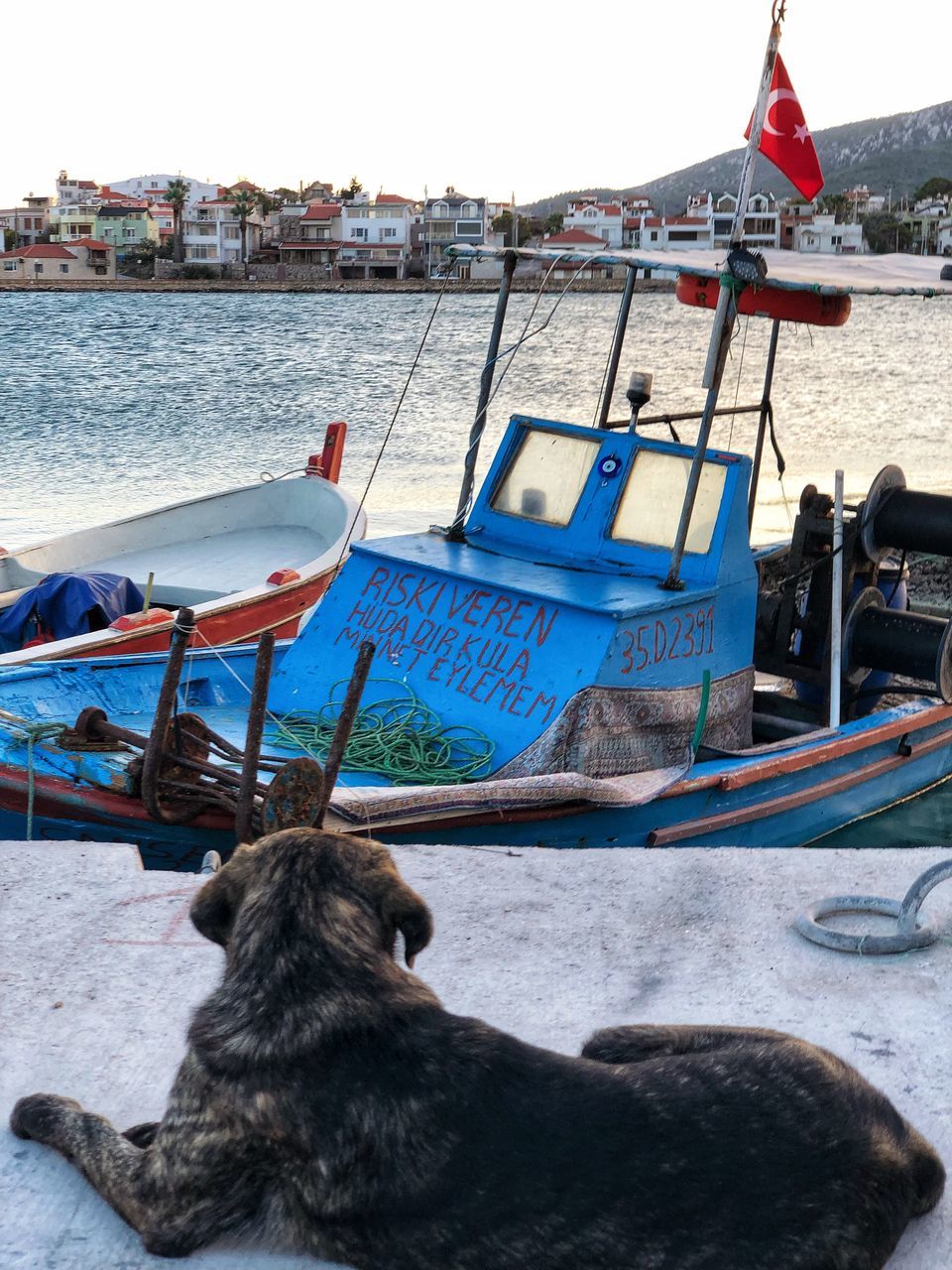 nautical vessel, water, transportation, animal, one animal, animal themes, mode of transportation, mammal, nature, canine, day, dog, no people, vertebrate, architecture, domestic animals, river, moored, outdoors