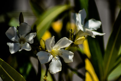 Close-up of white flowering plant