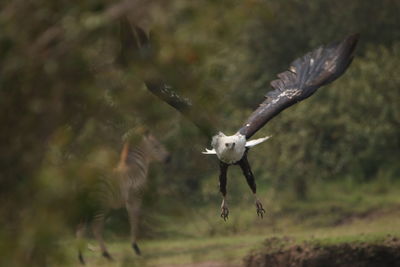 Bird flying against blurred background