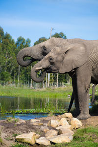 Elephant standing by trees against clear sky