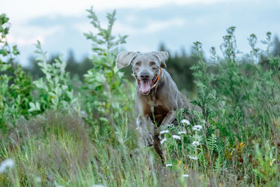 Portrait of dog on field