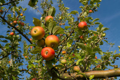 Low angle view of fruits on tree