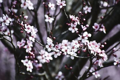 Cherry blossoms on a tree during spring time. beautiful pink cherry blossom flowers blooming.