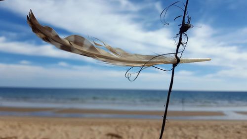 Close-up of feather on string at the beach