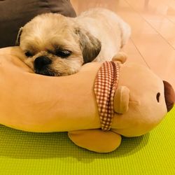 Dog lying on blanket at home