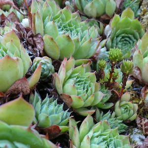 Full frame shot of succulent plants