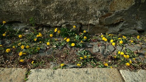 High angle view of flowering plants on rocks