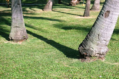 Bird on tree trunk