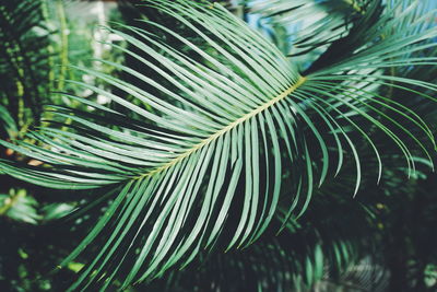 Close-up of palm tree