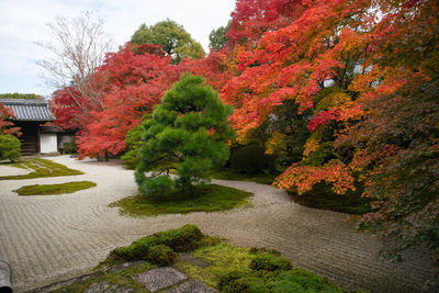 Footpath amidst trees in park during autumn