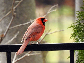 Close-up of bird perching on railing