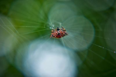 Close-up of spider on web