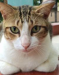 Close-up portrait of tabby cat