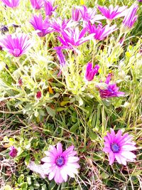 High angle view of pink flowering plants on field