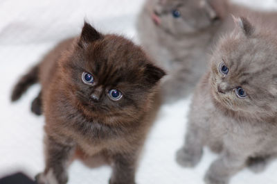 High angle view of cats