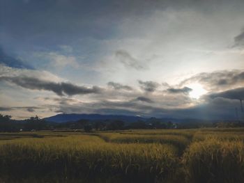 Scenic view of agricultural field against sky