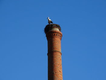 Low angle view of bird perching on blue sky