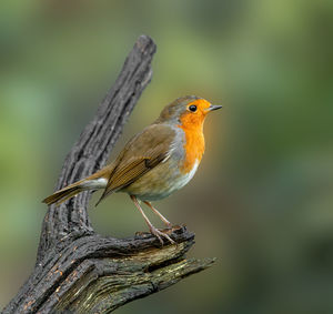 Close-up of bird perching on branch