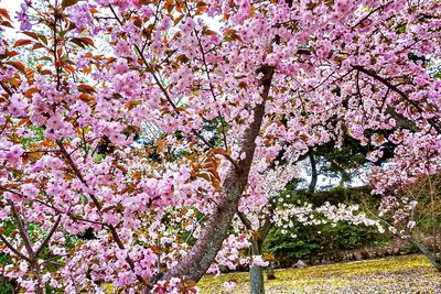 Low angle view of pink flowering tree in park