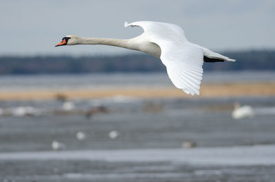 Mute swan flying over lake hornborga