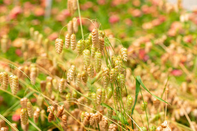 plant