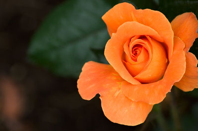 Close-up of orange rose flower