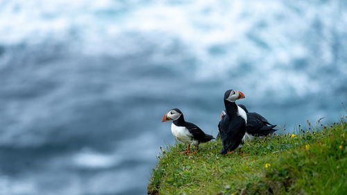 Close-up of bird perching on rock