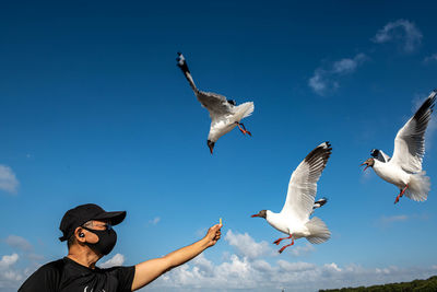 Seagulls flying in the sky, chasing after food that a man feed on them.