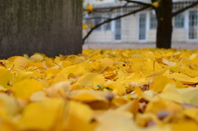 Close-up of yellow flowering plant during autumn