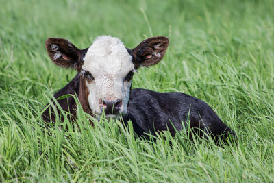 Close-up of pig on grassy field