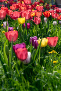 Close-up of red tulip flowers in field