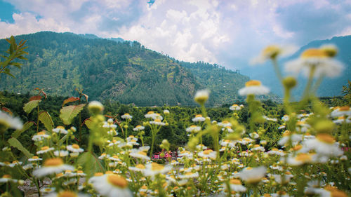 Scenic view of flowering plants against sky