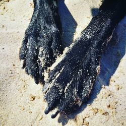 High angle view of black cat on sand