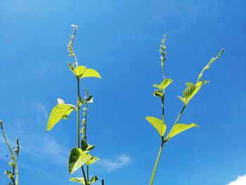 Low angle view of yellow plant against blue sky