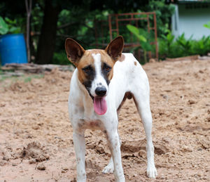 Portrait of dog standing on field