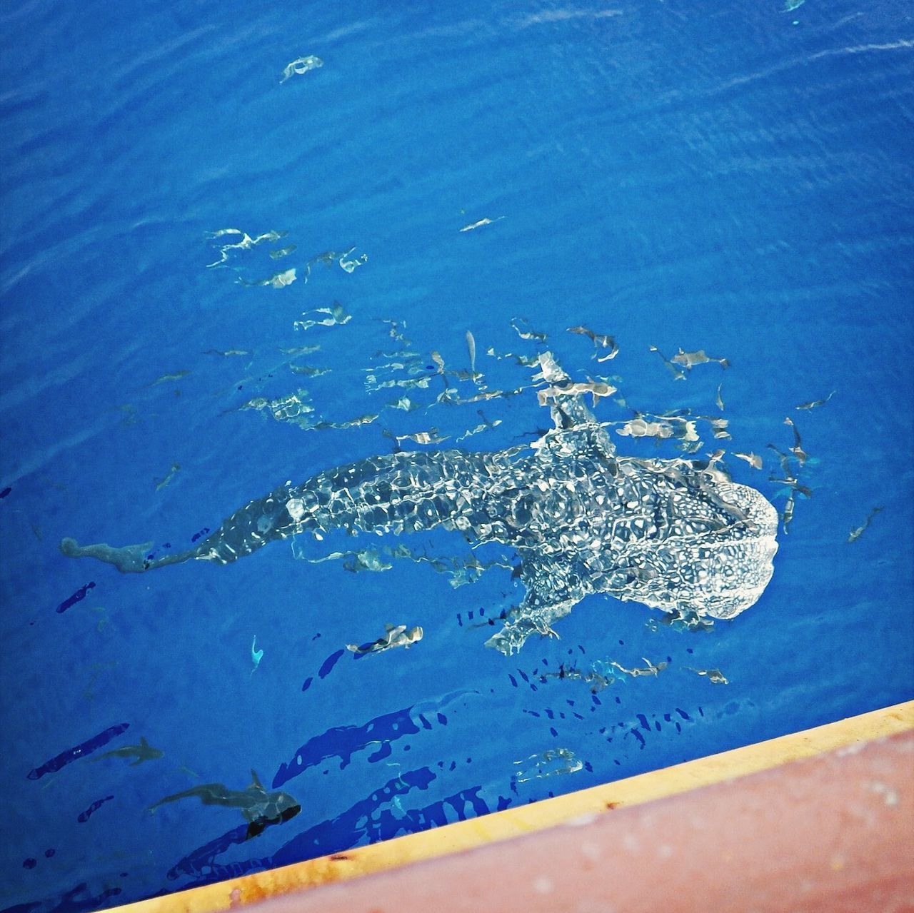 Whaleshark