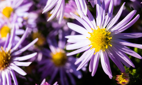 Close-up of purple flowering plants