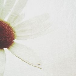 Close-up of white flowers