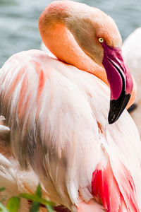 Close-up of a bird