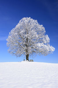 Tree on snow covered field against blue sky