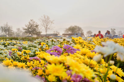 Close-up of yellow flowering plants on field